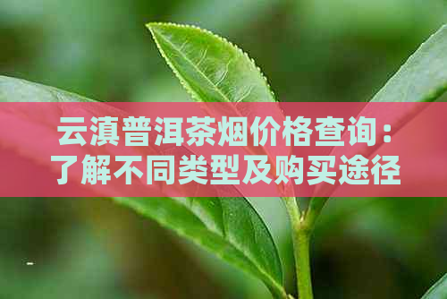 云滇普洱茶烟价格查询：了解不同类型及购买途径的费用参考