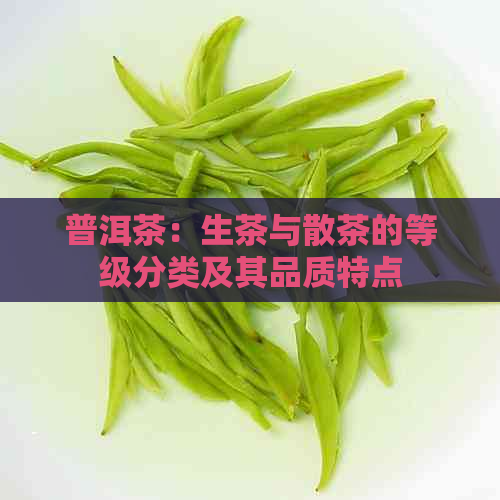 普洱茶：生茶与散茶的等级分类及其品质特点