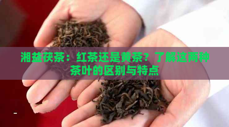 湘益茯茶：红茶还是黄茶？了解这两种茶叶的区别与特点