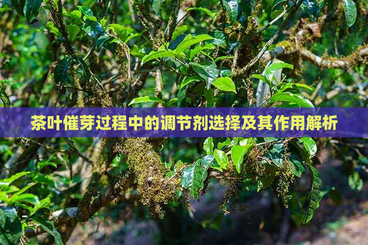 茶叶催芽过程中的调节剂选择及其作用解析