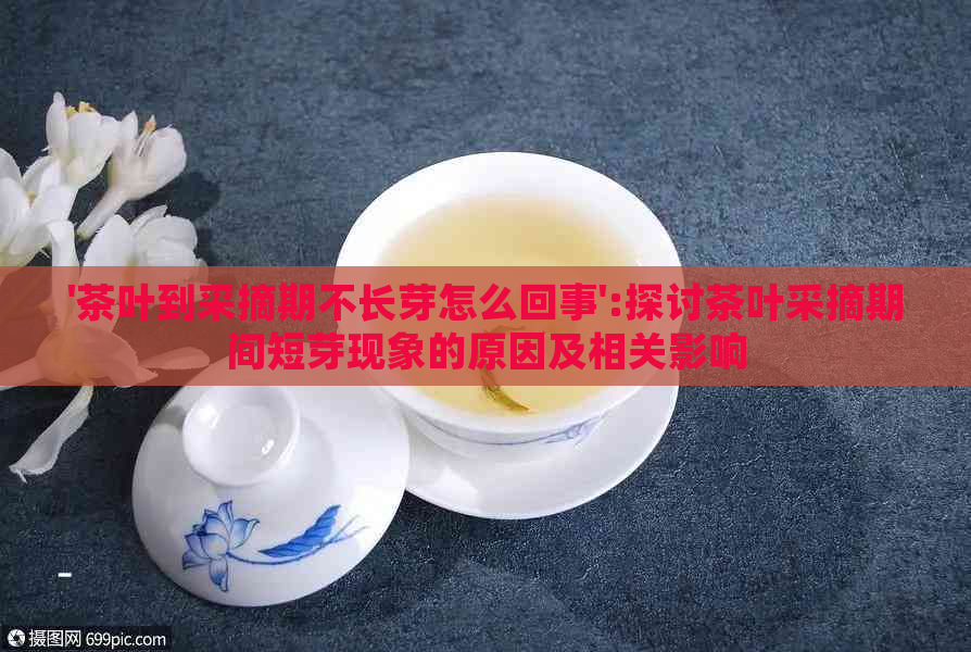 '茶叶到采摘期不长芽怎么回事':探讨茶叶采摘期间短芽现象的原因及相关影响