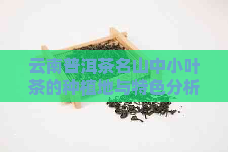 云南普洱茶名山中小叶茶的种植地与特色分析