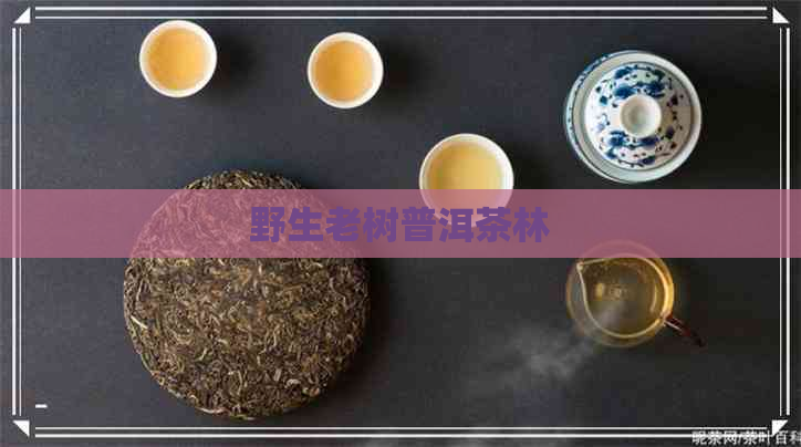 野生老树普洱茶林