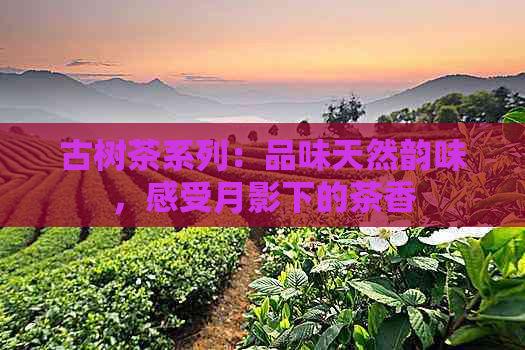 古树茶系列：品味天然韵味，感受月影下的茶香