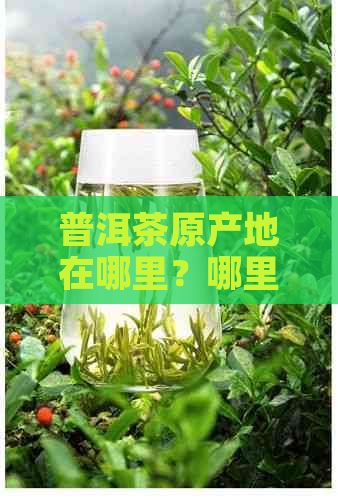 普洱茶原产地在哪里？哪里的普洱茶喝？