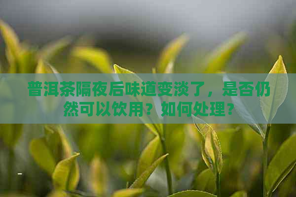 普洱茶隔夜后味道变淡了，是否仍然可以饮用？如何处理？