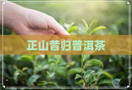 正山昔归普洱茶