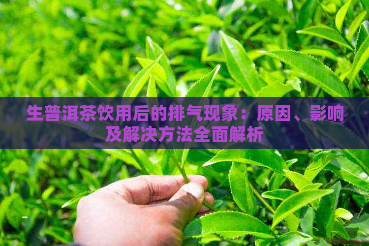 生普洱茶饮用后的排气现象：原因、影响及解决方法全面解析