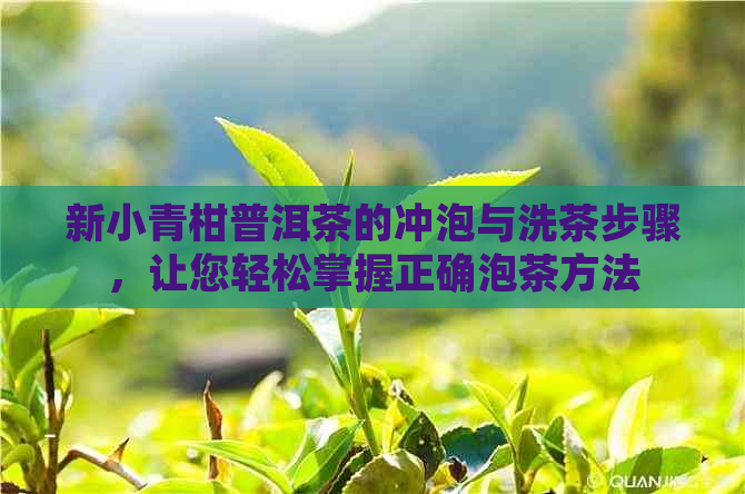 新小青柑普洱茶的冲泡与洗茶步骤，让您轻松掌握正确泡茶方法