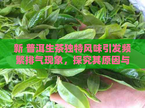 新 普洱生茶独特风味引发频繁排气现象，探究其原因与适宜饮用方法