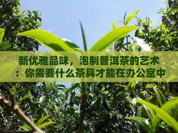 新优雅品味，泡制普洱茶的艺术：你需要什么茶具才能在中完美呈现？