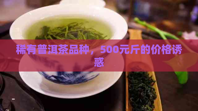 稀有普洱茶品种，500元斤的价格诱惑