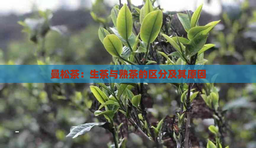 曼松茶：生茶与熟茶的区分及其原因