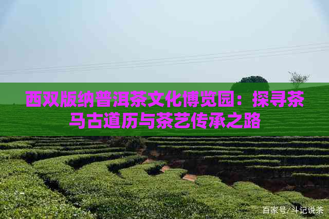 西双版纳普洱茶文化博览园：探寻茶马古道历与茶艺传承之路