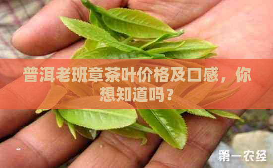 普洱老班章茶叶价格及口感，你想知道吗？