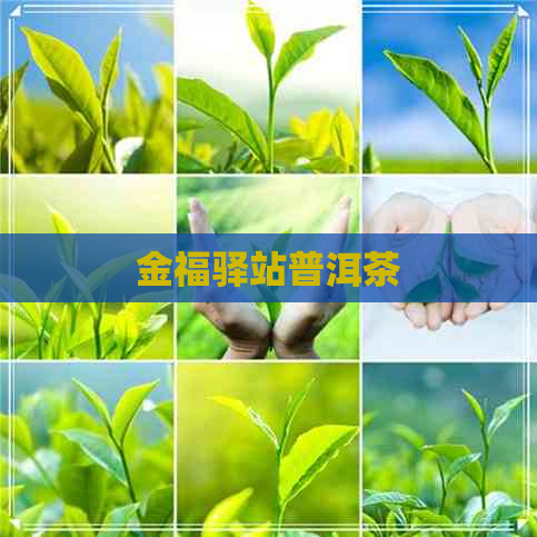 金福驿站普洱茶