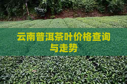 云南普洱茶叶价格查询与走势