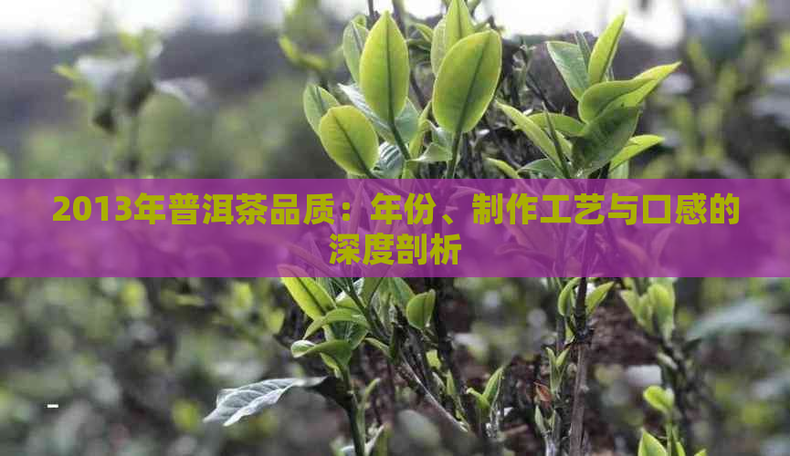 2013年普洱茶品质：年份、制作工艺与口感的深度剖析