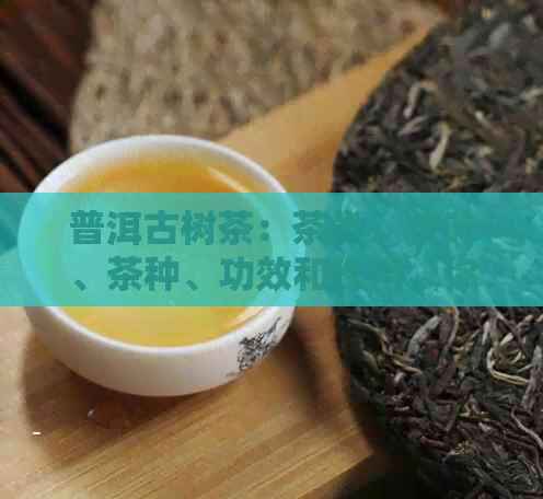 普洱古树茶：茶类、茶叶、茶种、功效和作用，你不可错过的茶品！