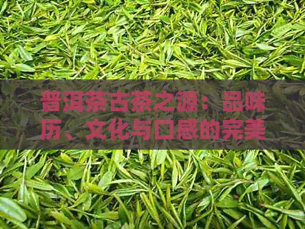 普洱茶古茶之源：品味历、文化与口感的完美结合