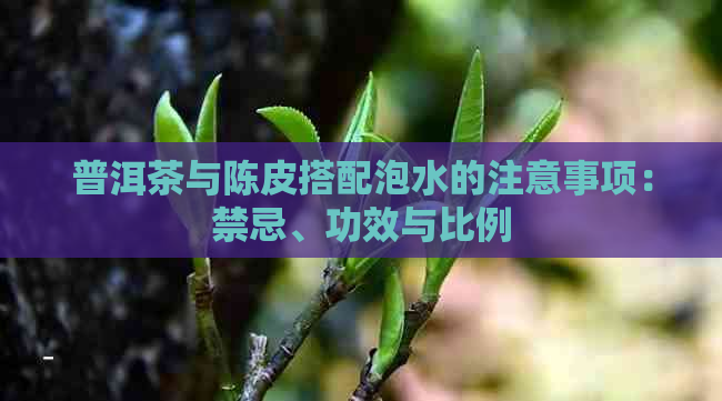 普洱茶与陈皮搭配泡水的注意事项：禁忌、功效与比例