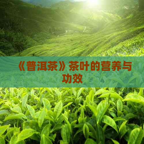 《普洱茶》茶叶的营养与功效