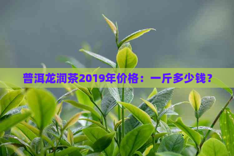 普洱龙润茶2019年价格：一斤多少钱？