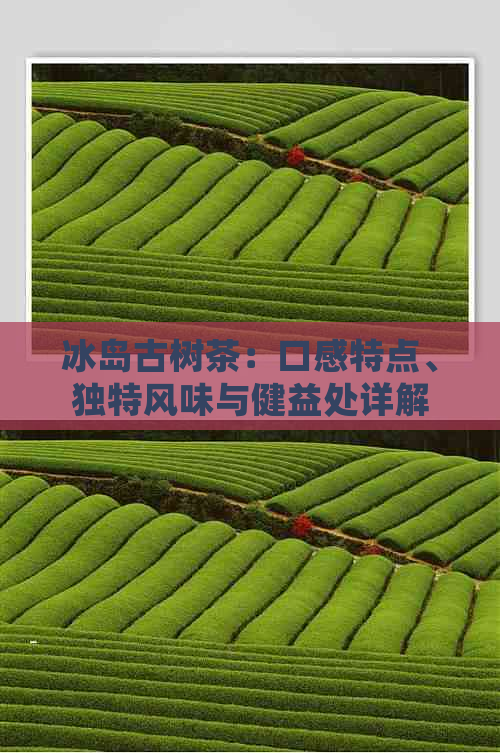 冰岛古树茶：口感特点、独特风味与健益处详解