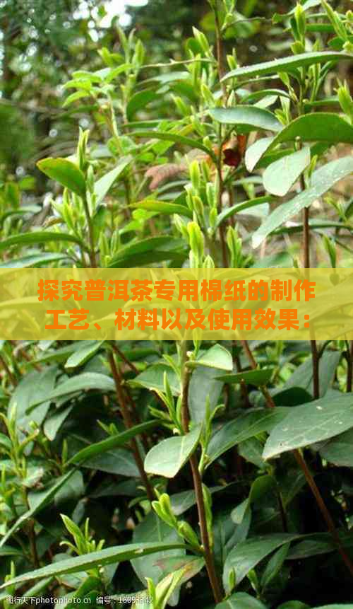 探究普洱茶专用棉纸的制作工艺、材料以及使用效果：一篇全面的介绍与分析