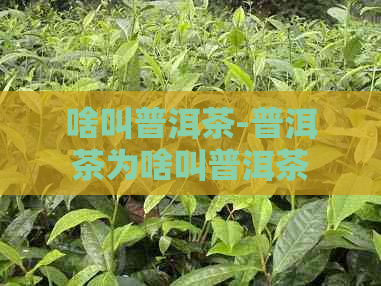 啥叫普洱茶-普洱茶为啥叫普洱茶