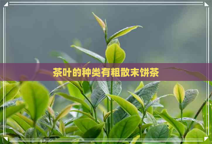 茶叶的种类有粗散末饼茶