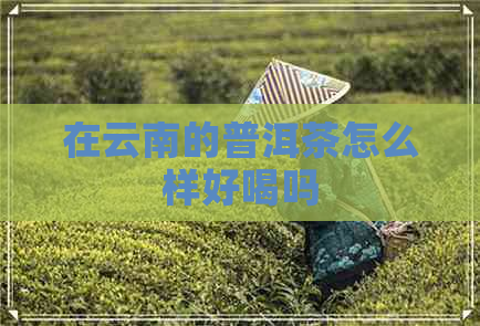 在云南的普洱茶怎么样好喝吗