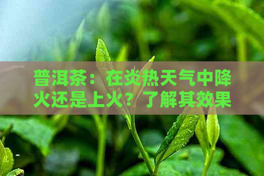 普洱茶：在炎热天气中降火还是上火？了解其效果与注意事项