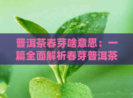 普洱茶春芽啥意思：一篇全面解析春芽普洱茶的文章