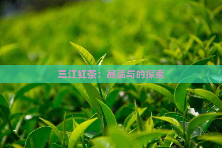 三江红茶：品质与的探索