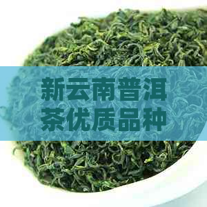 新云南普洱茶优质品种价格行情分析，一斤多少钱？