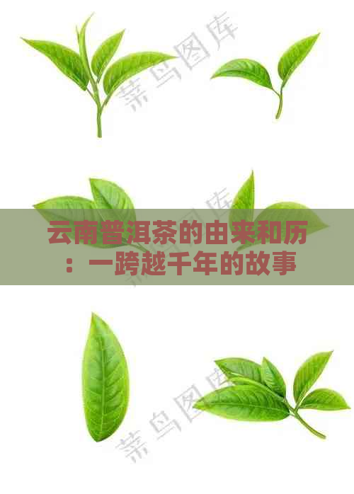 云南普洱茶的由来和历：一跨越千年的故事