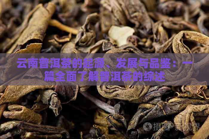 云南普洱茶的起源、发展与品鉴：一篇全面了解普洱茶的综述