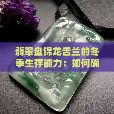 翡翠盘锦龙舌兰的冬季生存能力：如何确保在寒冷季节保持活力？