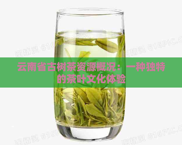 云南省古树茶资源概况：一种独特的茶叶文化体验