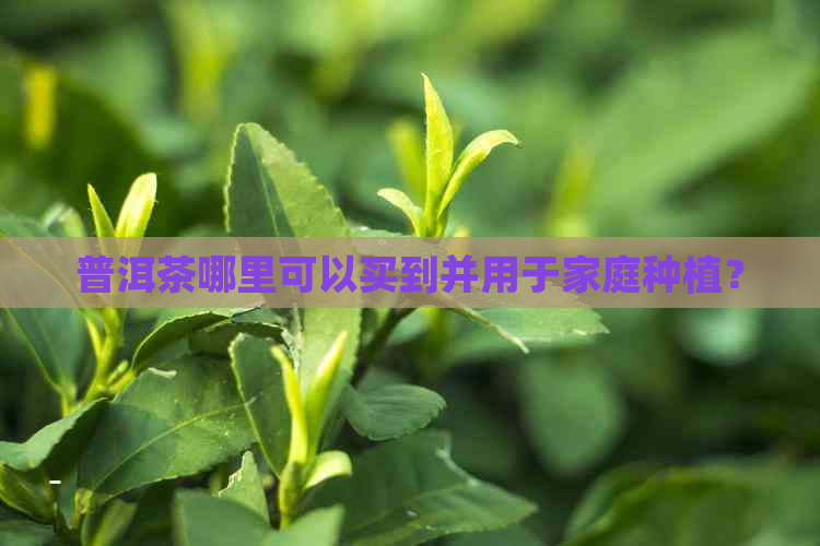 普洱茶哪里可以买到并用于家庭种植？