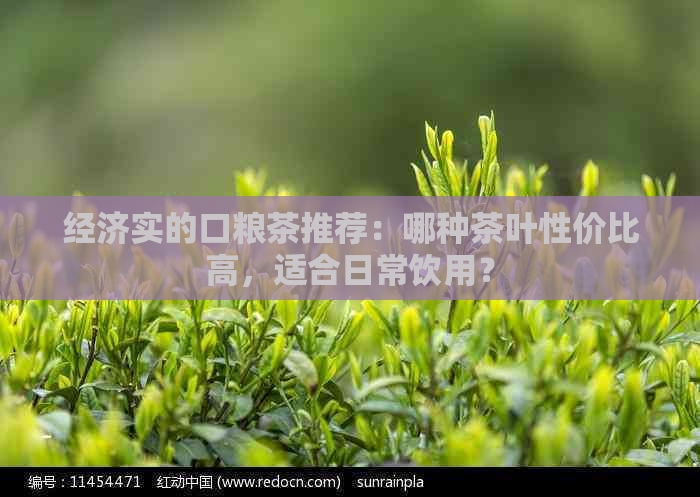 经济实的口粮茶推荐：哪种茶叶性价比高，适合日常饮用？