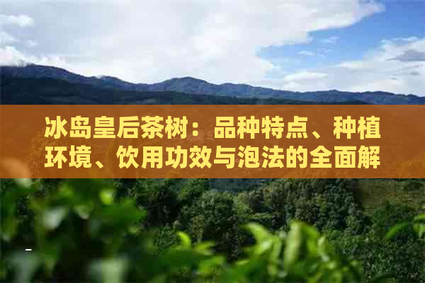 冰岛皇后茶树：品种特点、种植环境、饮用功效与泡法的全面解析