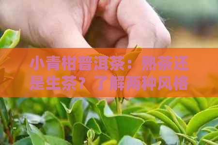 小青柑普洱茶：熟茶还是生茶？了解两种风格的区别与特点