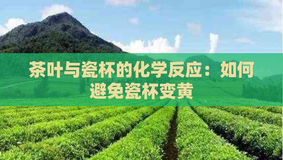 茶叶与瓷杯的化学反应：如何避免瓷杯变黄