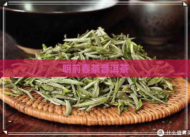 明前春茶普洱茶