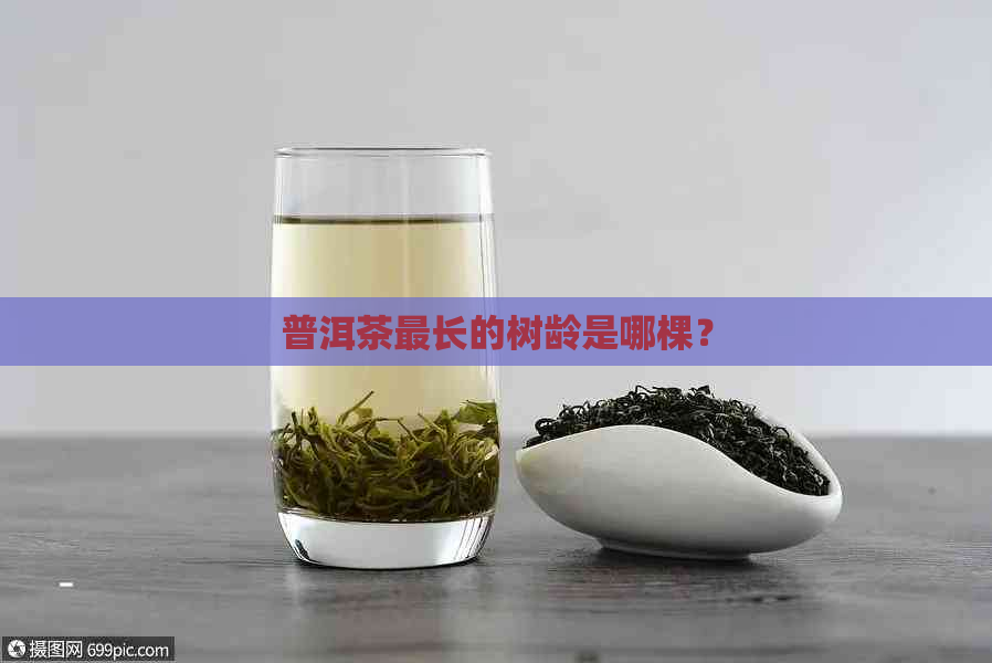 普洱茶最长的树龄是哪棵？