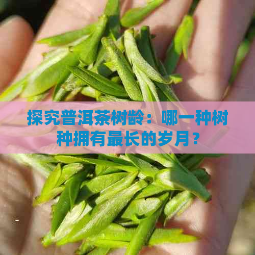 探究普洱茶树龄：哪一种树种拥有最长的岁月？