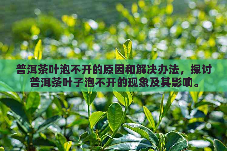 普洱茶叶泡不开的原因和解决办法，探讨普洱茶叶子泡不开的现象及其影响。