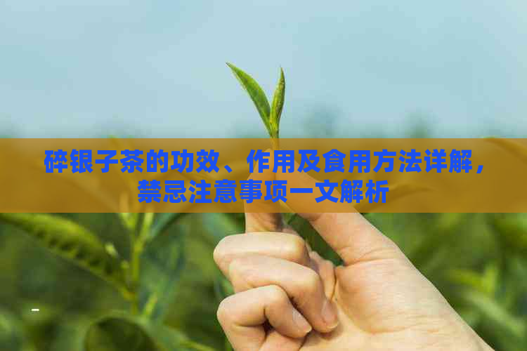 碎银子茶的功效、作用及食用方法详解，禁忌注意事项一文解析